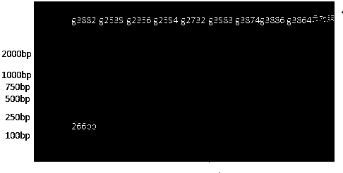 Nucleotide specific to cronobacter O antigen and application of nucleotide