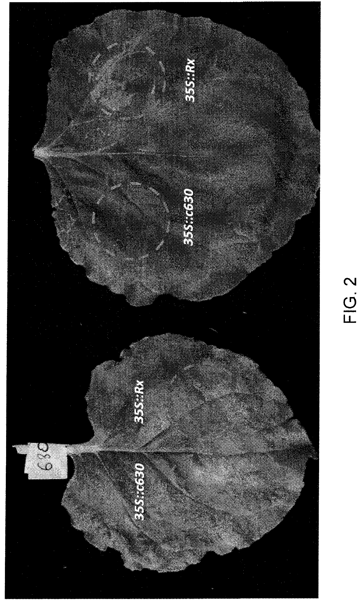 Potyvirus resistance genes and methods of use