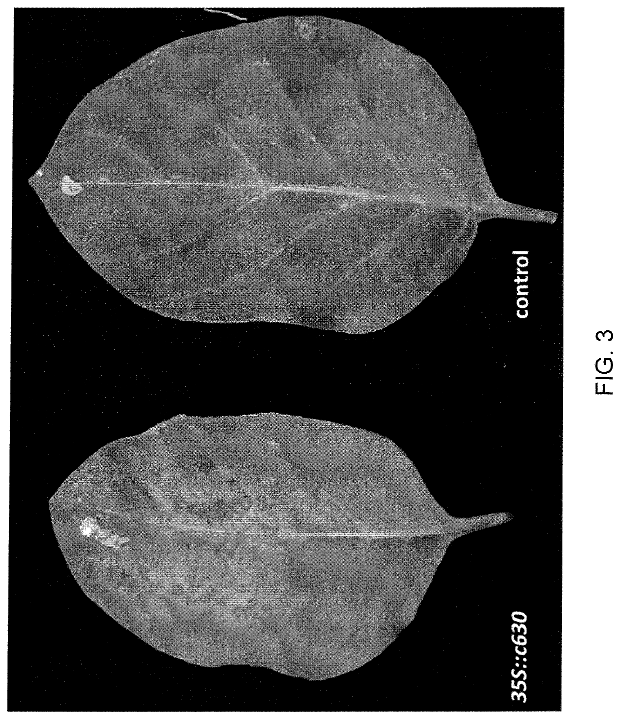 Potyvirus resistance genes and methods of use