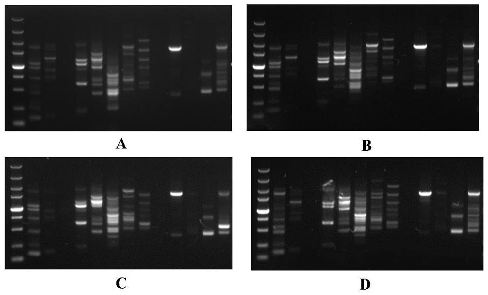 A kind of heat-resistant shiitake mushroom strain and its cultivation method