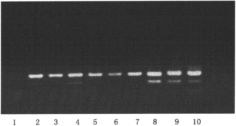 Molecular biology method of early embryo sex determination of transgenic dairy cattle