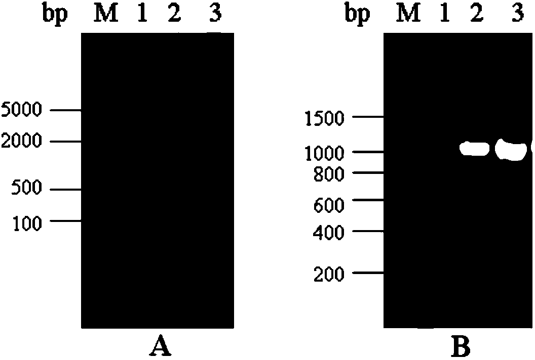 Recombinant S1 protein of novel mutant strain of porcine epidemic diarrhea virus and subunit vaccine of recombinant S1 protein