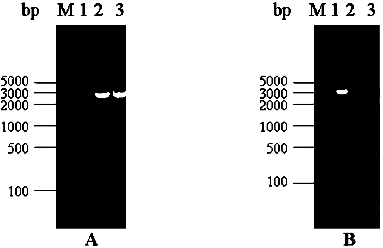 Recombinant S1 protein of novel mutant strain of porcine epidemic diarrhea virus and subunit vaccine of recombinant S1 protein