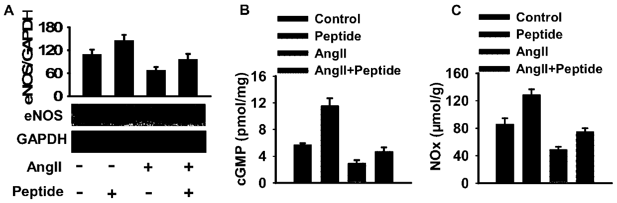 Polypeptide for inhibiting degradation of nitric oxide synthase and hypertension and application thereof