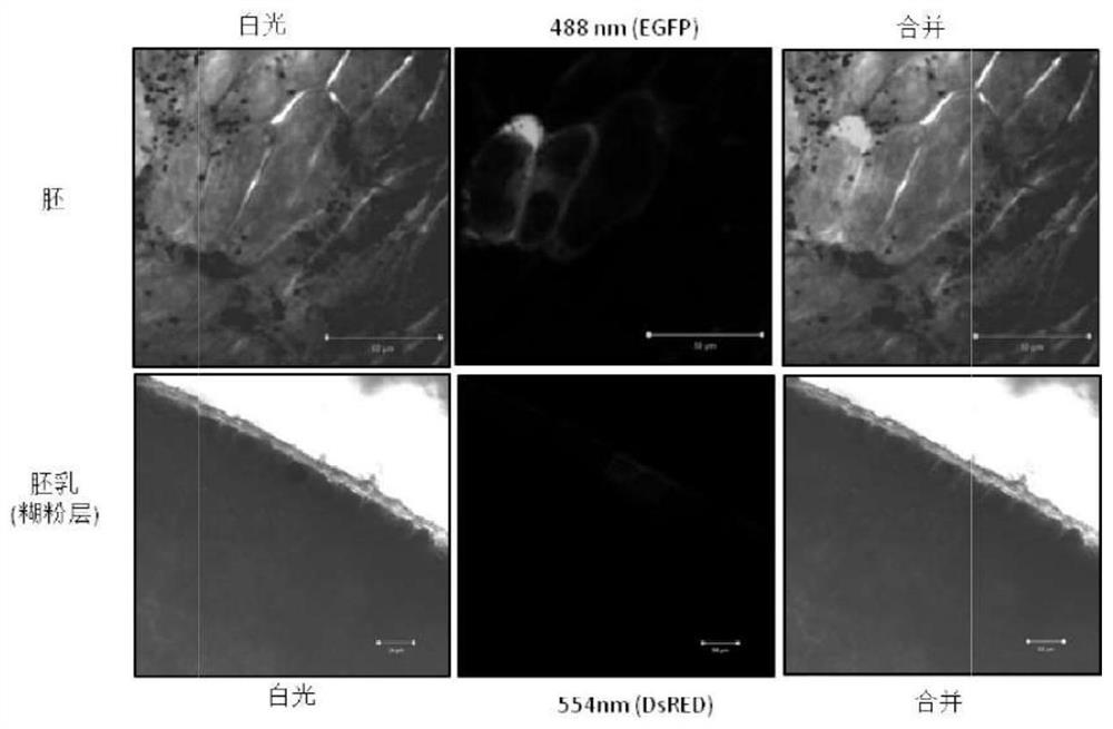 A high-efficiency plant receptor parthenogenic haploid screening method