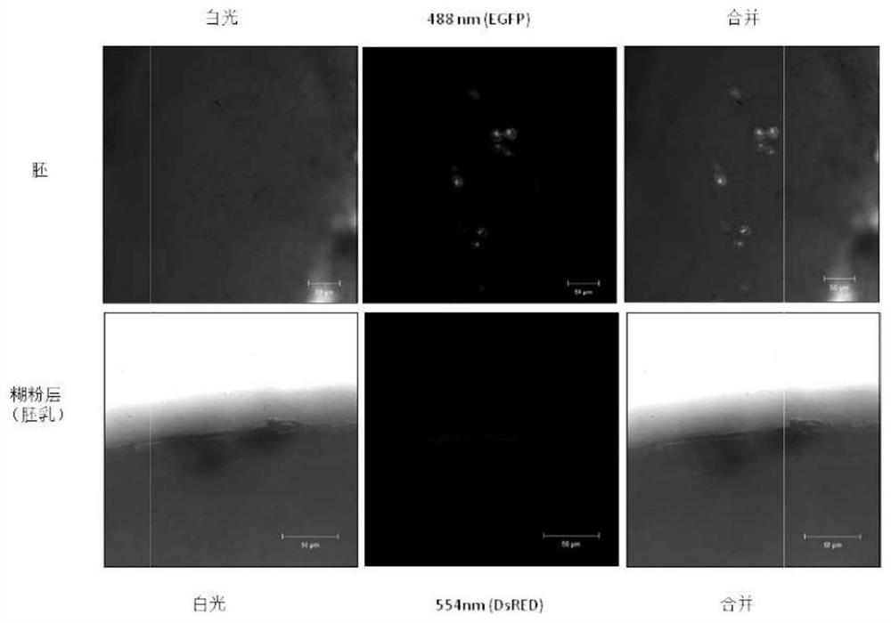 A high-efficiency plant receptor parthenogenic haploid screening method