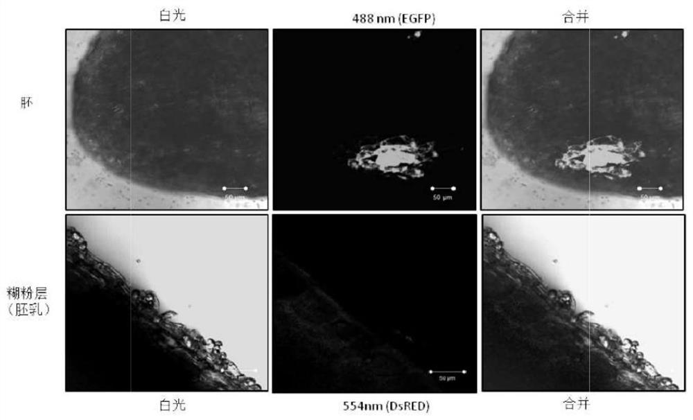 A high-efficiency plant receptor parthenogenic haploid screening method