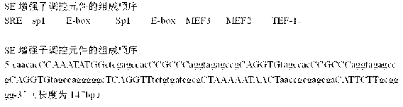 Myogenin (MyoG) gene enhancer