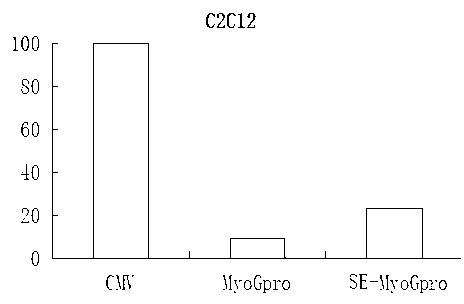 Myogenin (MyoG) gene enhancer