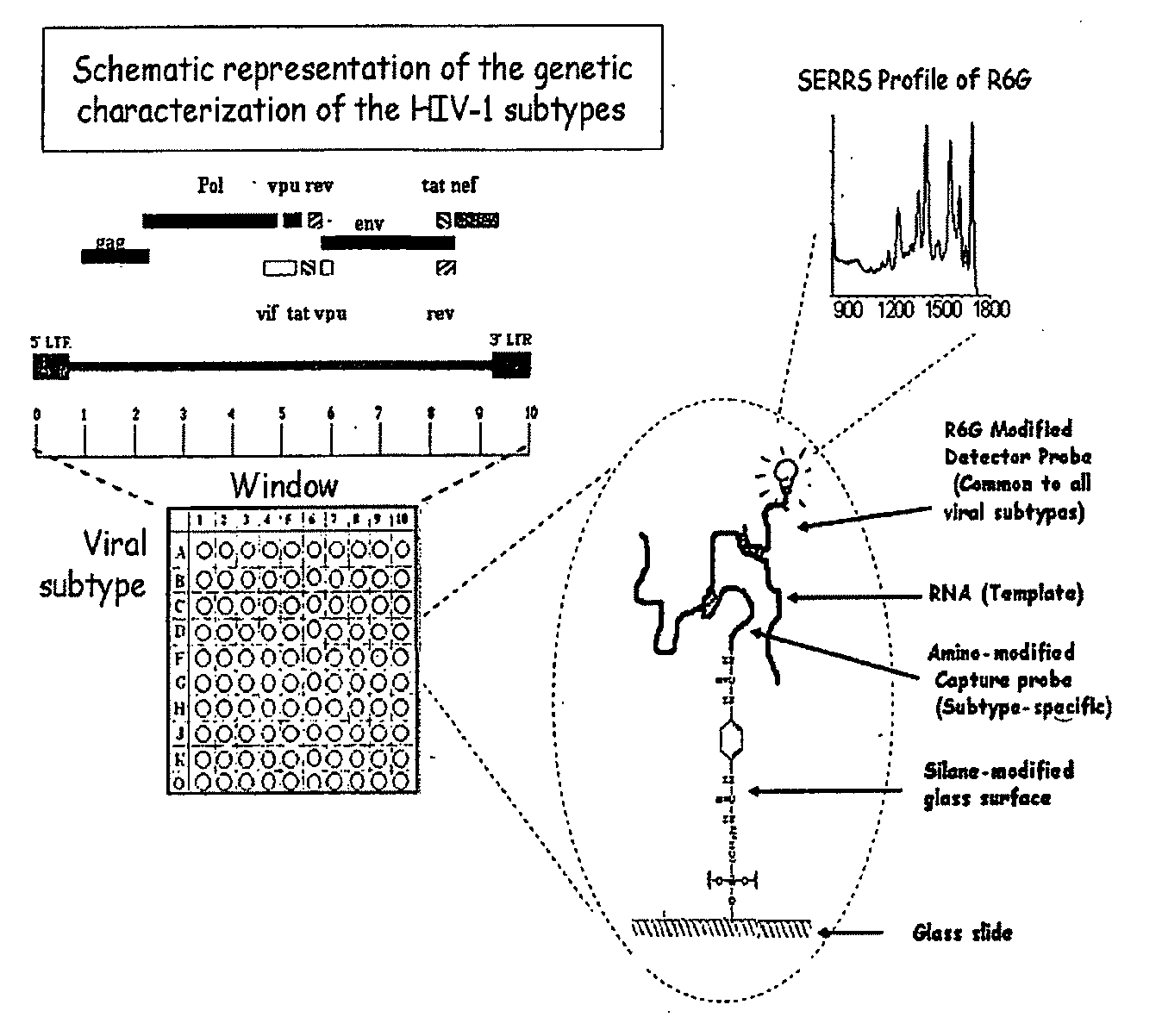 High sensitivity assay for molecular typing of biological sample, probes and a kit thereof