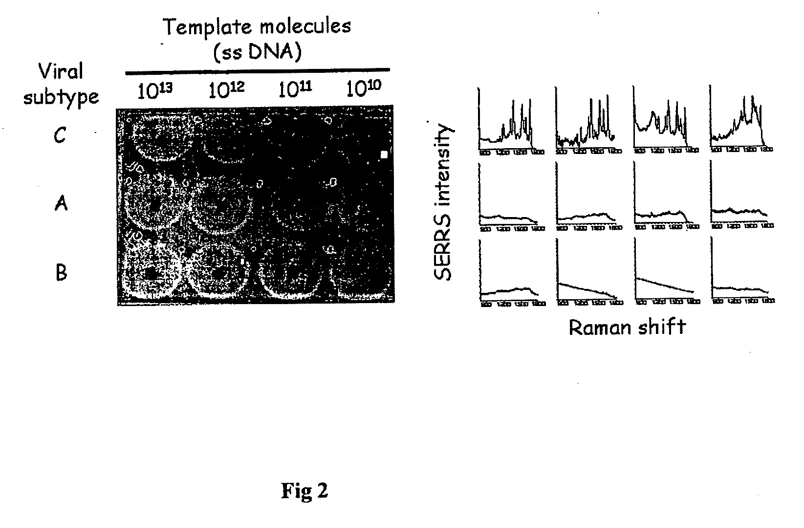 High sensitivity assay for molecular typing of biological sample, probes and a kit thereof