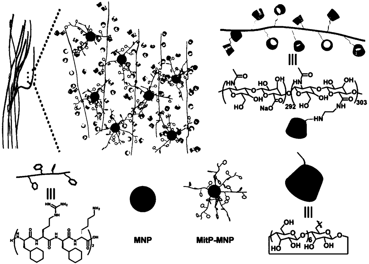 Preparation method and application of dual-regulation supramolecular assembly for inhibiting tumor invasion and diffusion