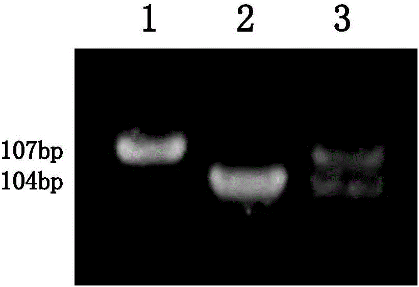 Molecular marker for rice amylose content micro-control genes SSIII-1 and application of molecular marker