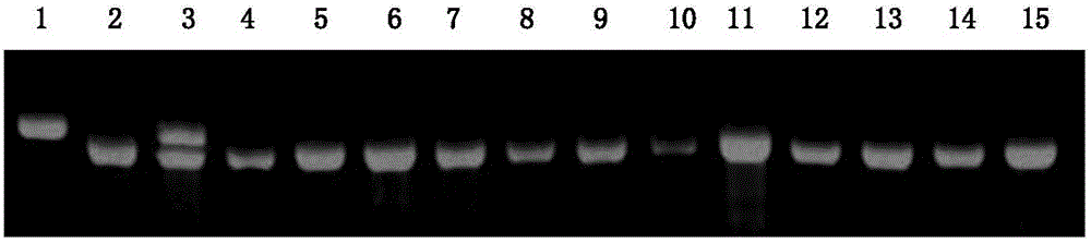 Molecular marker for rice amylose content micro-control genes SSIII-1 and application of molecular marker