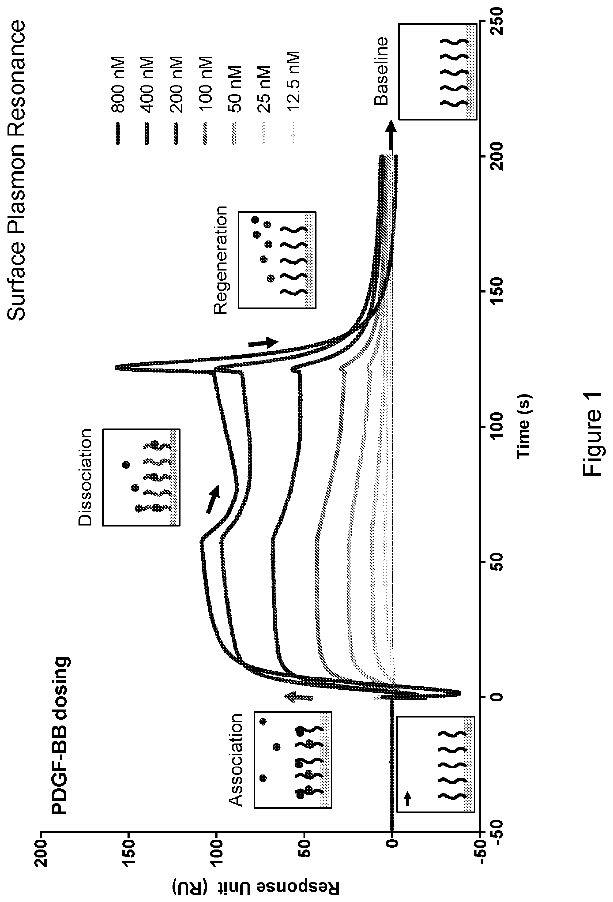 PDGF-B /PDGF-BB binding variants of heparan sulfates