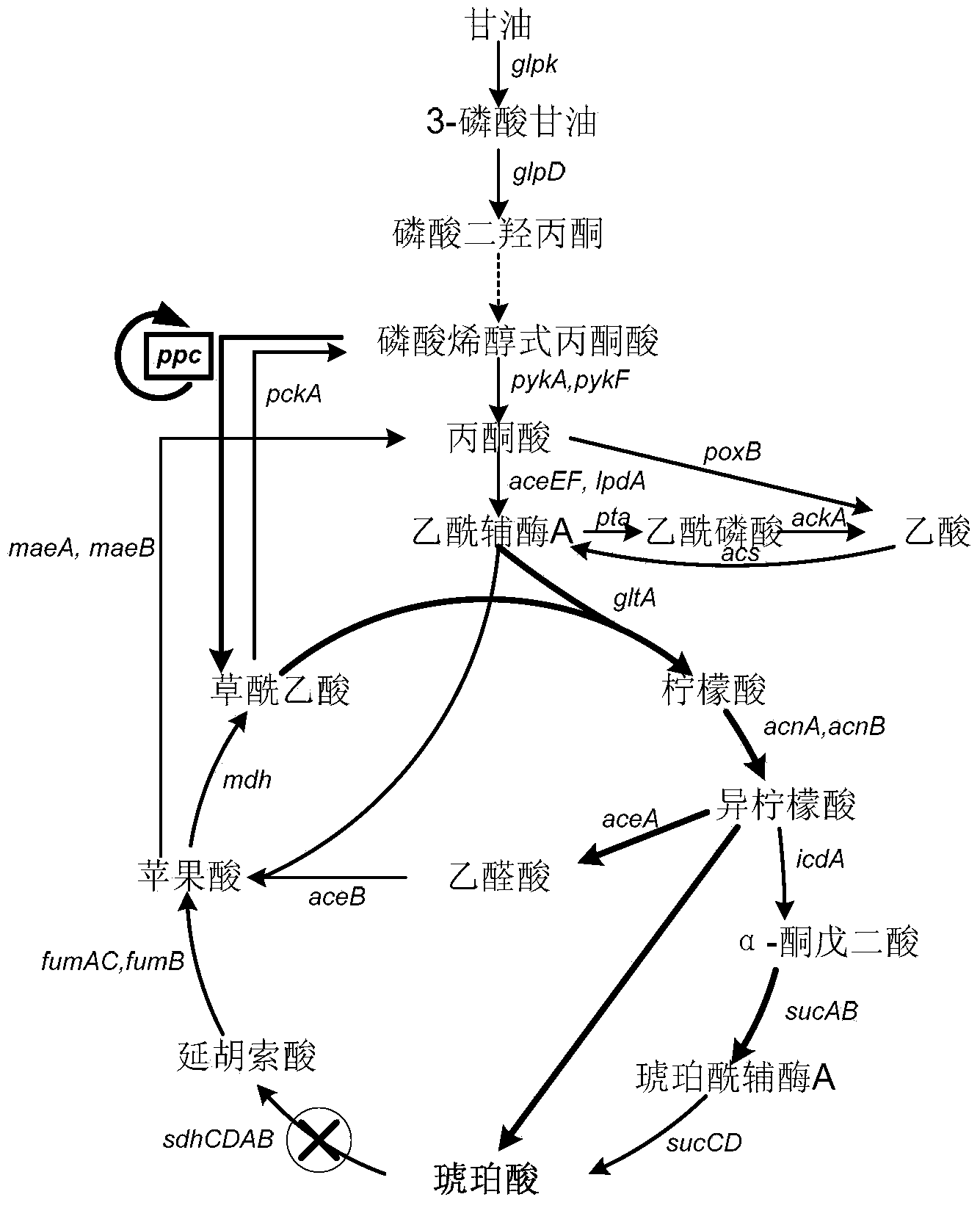 Escherichia coli strain for producing succinic acid with glycerol as well as construction method and use