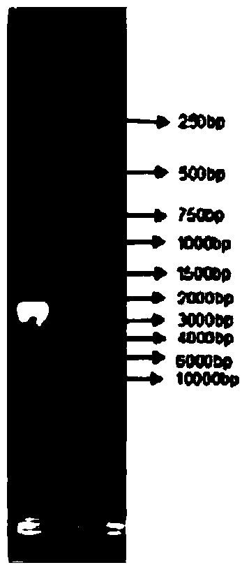 Escherichia coli strain for producing succinic acid with glycerol as well as construction method and use