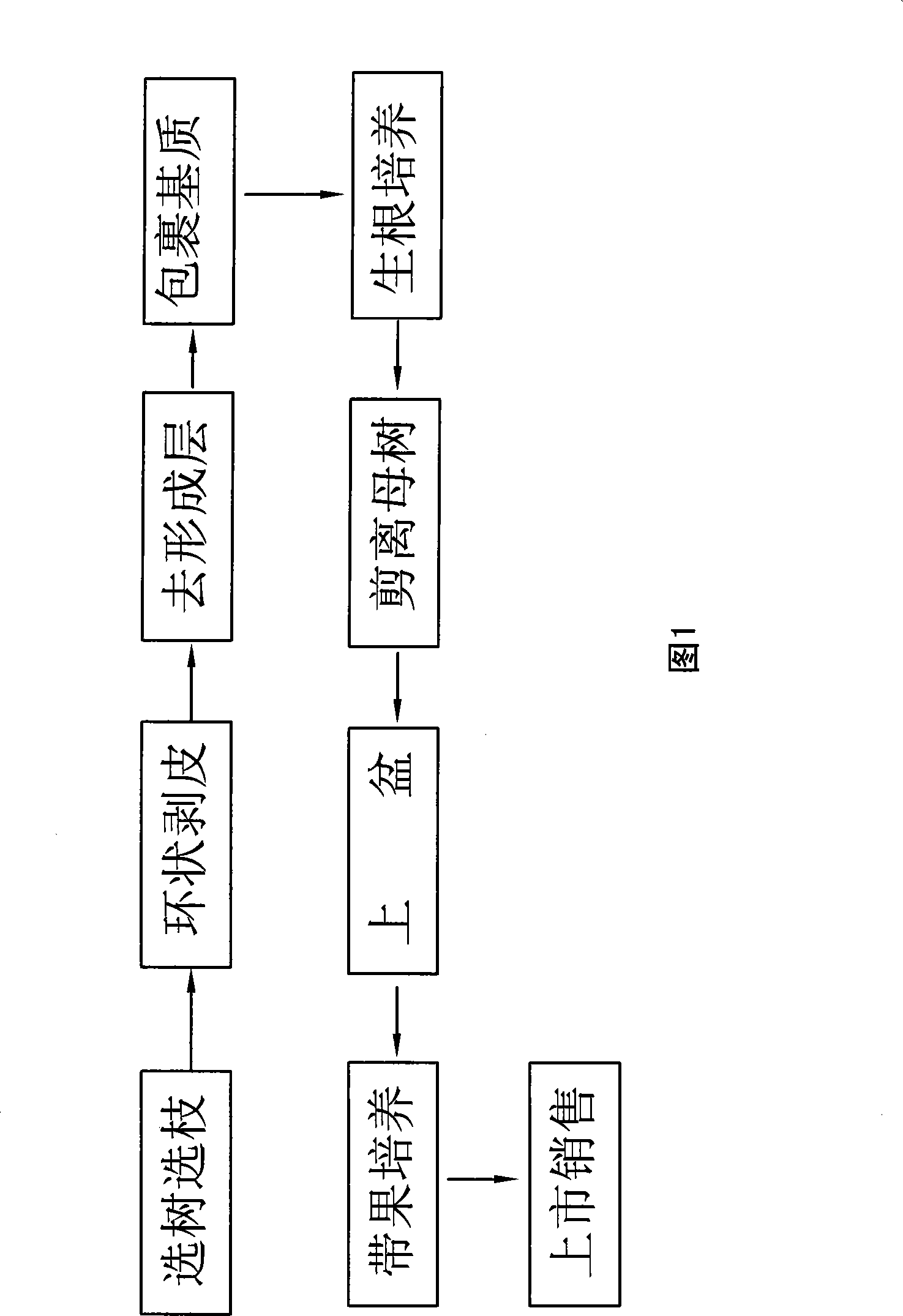 Planting method of minisize pot cultured tangerines