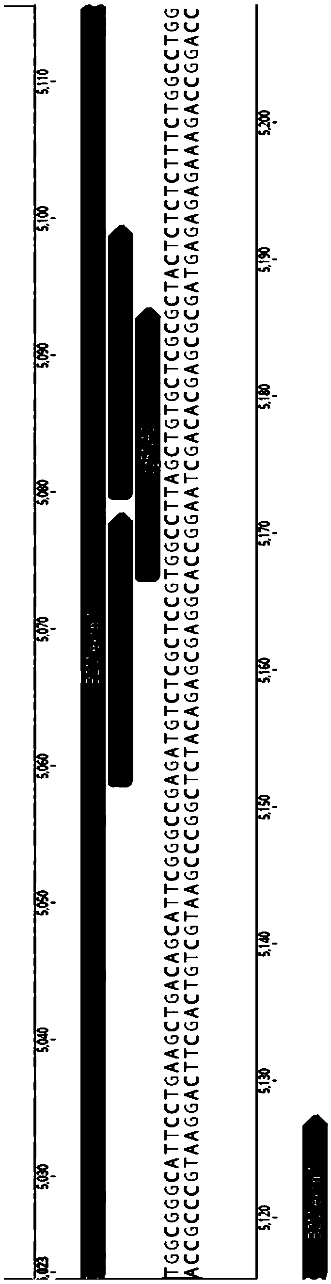 Common donor stem cell and preparation method thereof