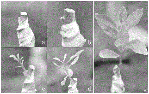 Method for screening citrus HLB (Huanglongbing) control agents through grafting