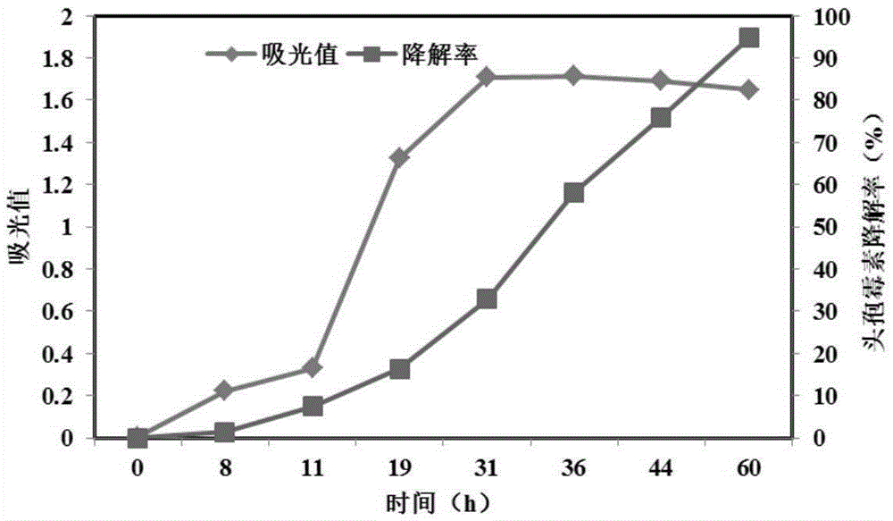 Bacillus pumilus N2 and application thereof