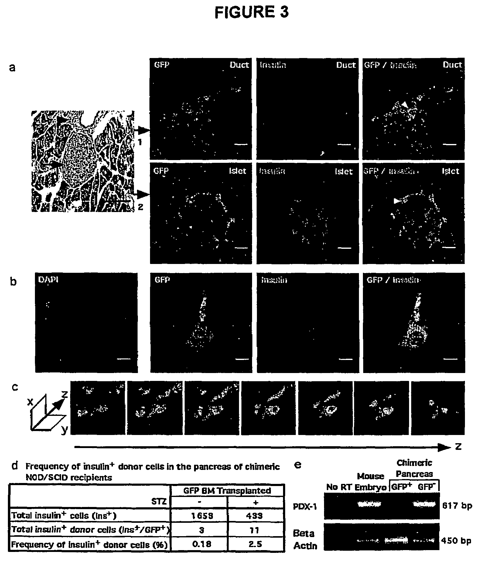 Regeneration initiating cells