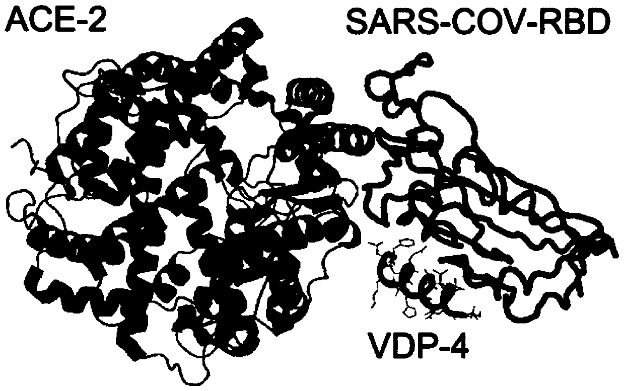 Polypeptide and composition for restraining SARS-COV-2 infection, and purposes of polypeptide and composition