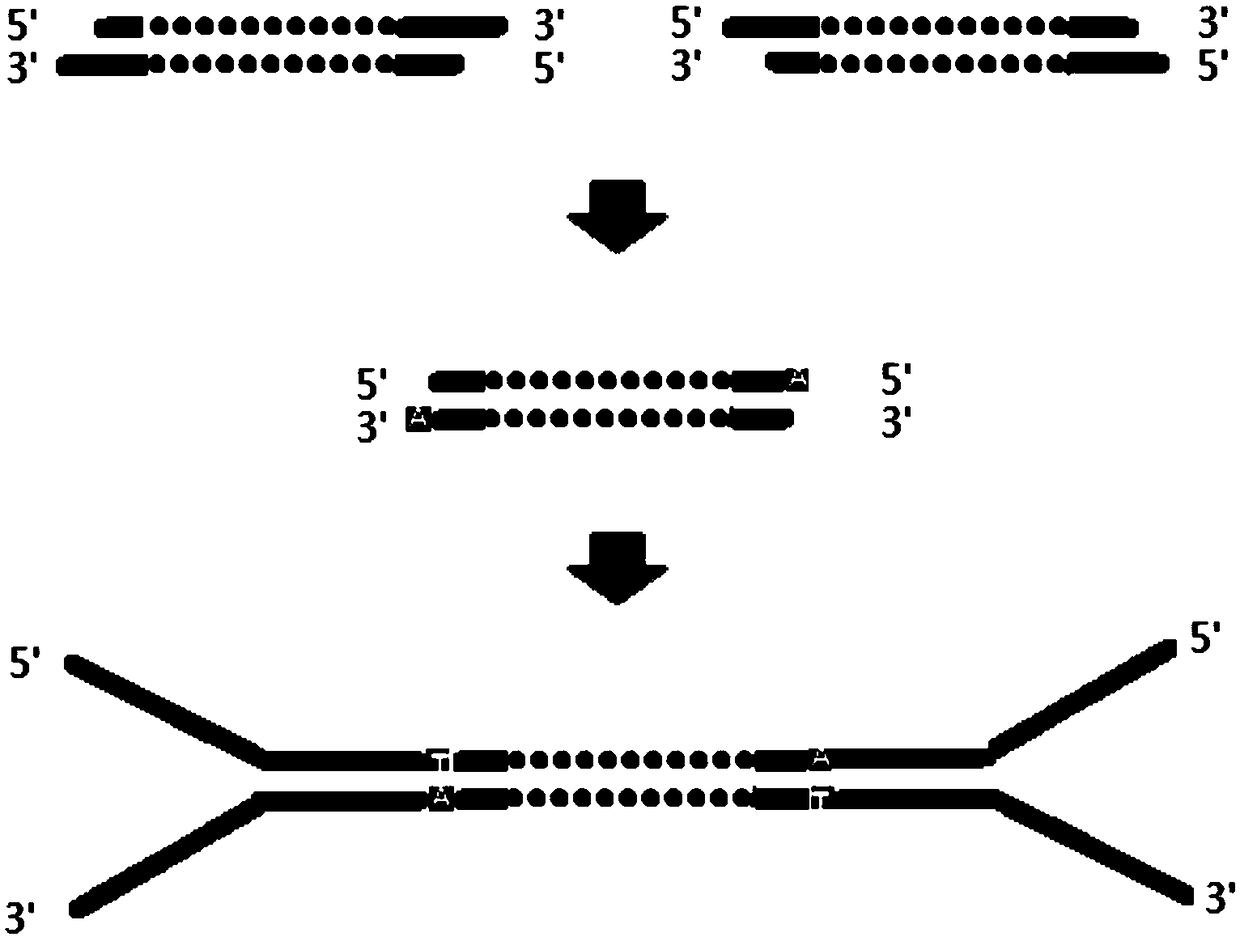 DNA library kit for sequencing and construction method of DNA library for sequencing