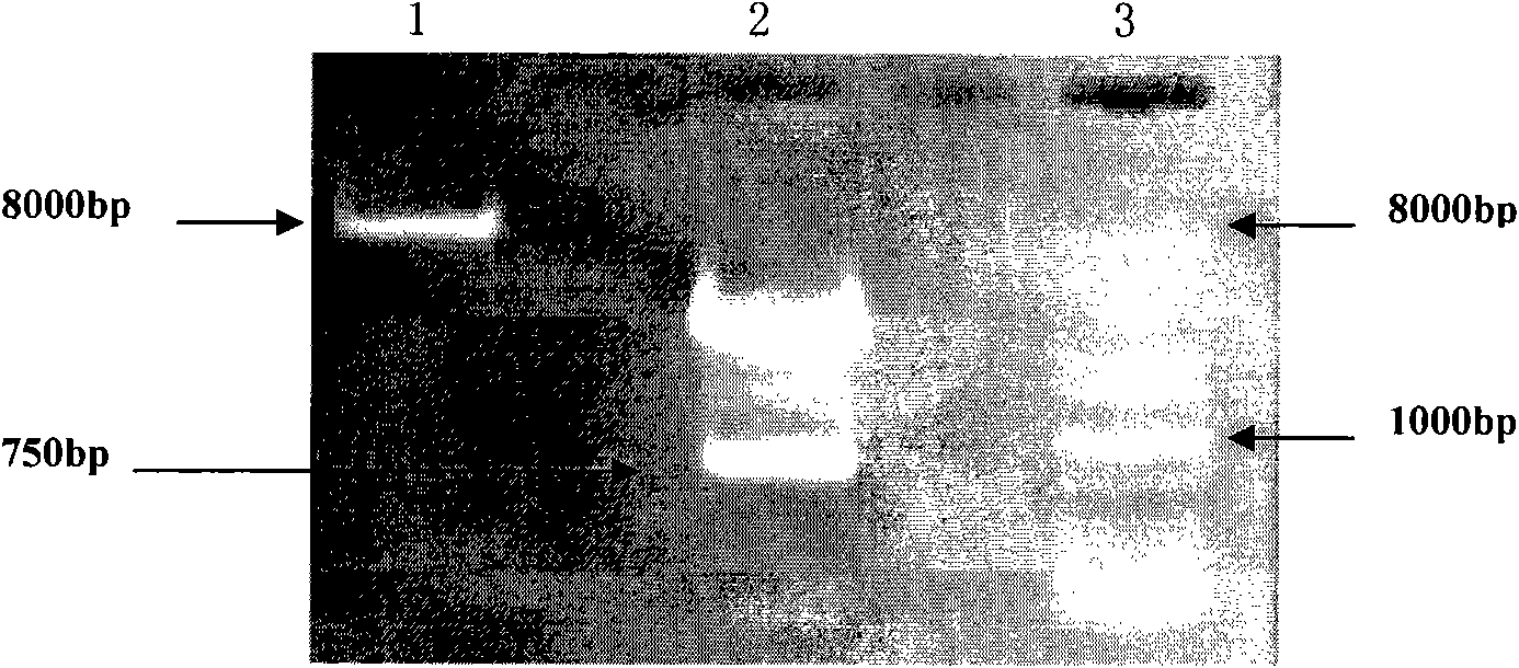 DNA for high-level expression of N-acyl homoserine lactonase in yeasts and engineering bacteria constructed thereby