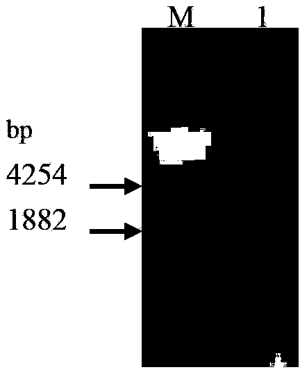 Bactrian camel heavy-chain (HC) variable-domain antibody resisting porcine circovirus 2 as well as preparation method and application thereof