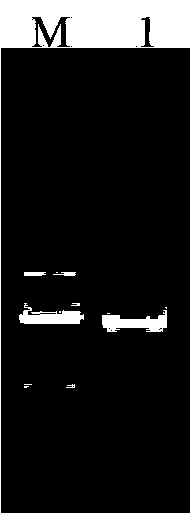 Bactrian camel heavy-chain (HC) variable-domain antibody resisting porcine circovirus 2 as well as preparation method and application thereof