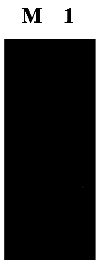 Bactrian camel heavy-chain (HC) variable-domain antibody resisting porcine circovirus 2 as well as preparation method and application thereof