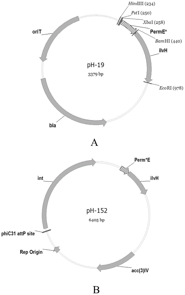 Recombined streptomycete, construction method thereof and method for increasing antibiotic yield