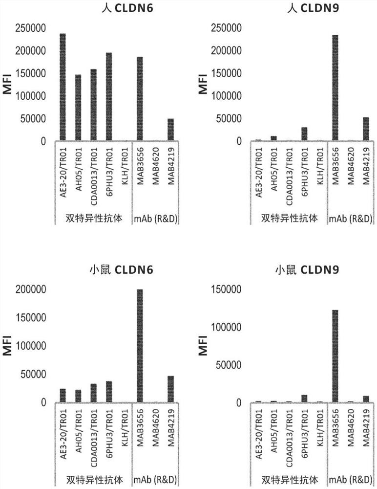 Claudin-6 binding molecules and uses thereof