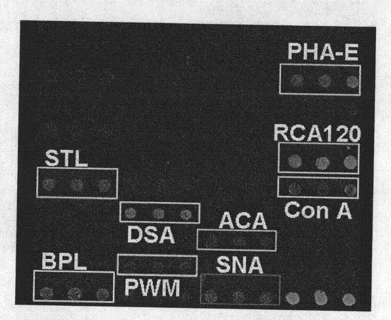 Method for simultaneously analyzing influenza A virus subtype and virulence thereof by utilizing agglutinin chip