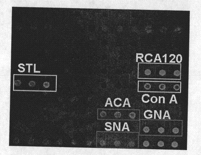 Method for simultaneously analyzing influenza A virus subtype and virulence thereof by utilizing agglutinin chip