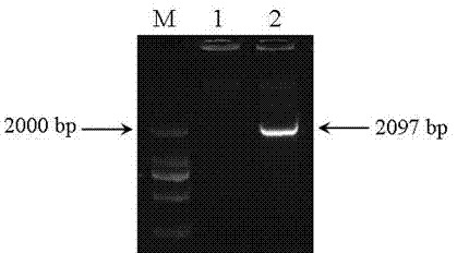 Arabidopsis thaliana floral organ specificity promoter and application thereof