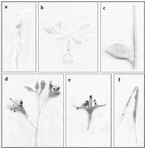 Arabidopsis thaliana floral organ specificity promoter and application thereof