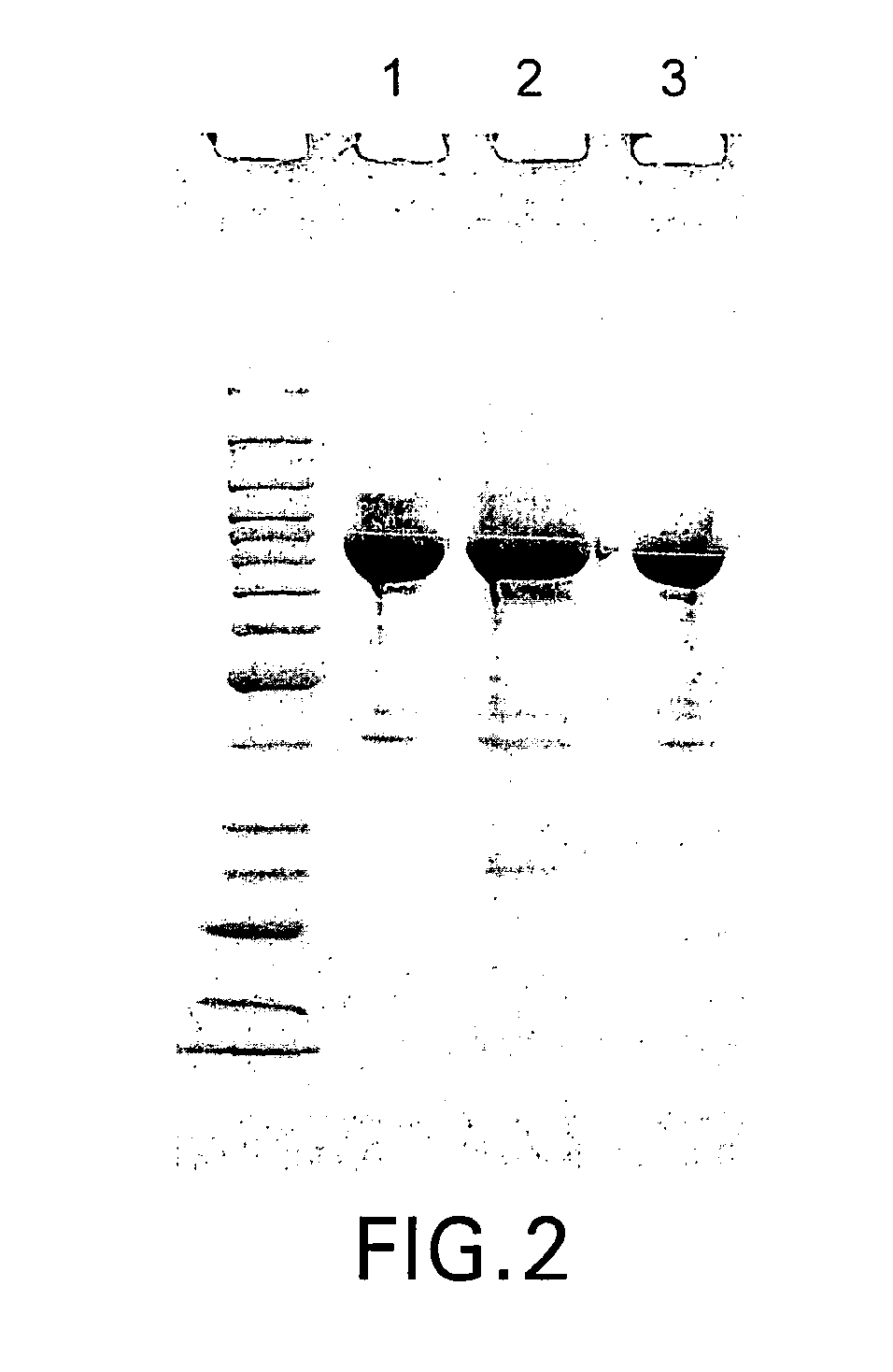 Compositions and Methods for Synthesizing Nucleic Acids