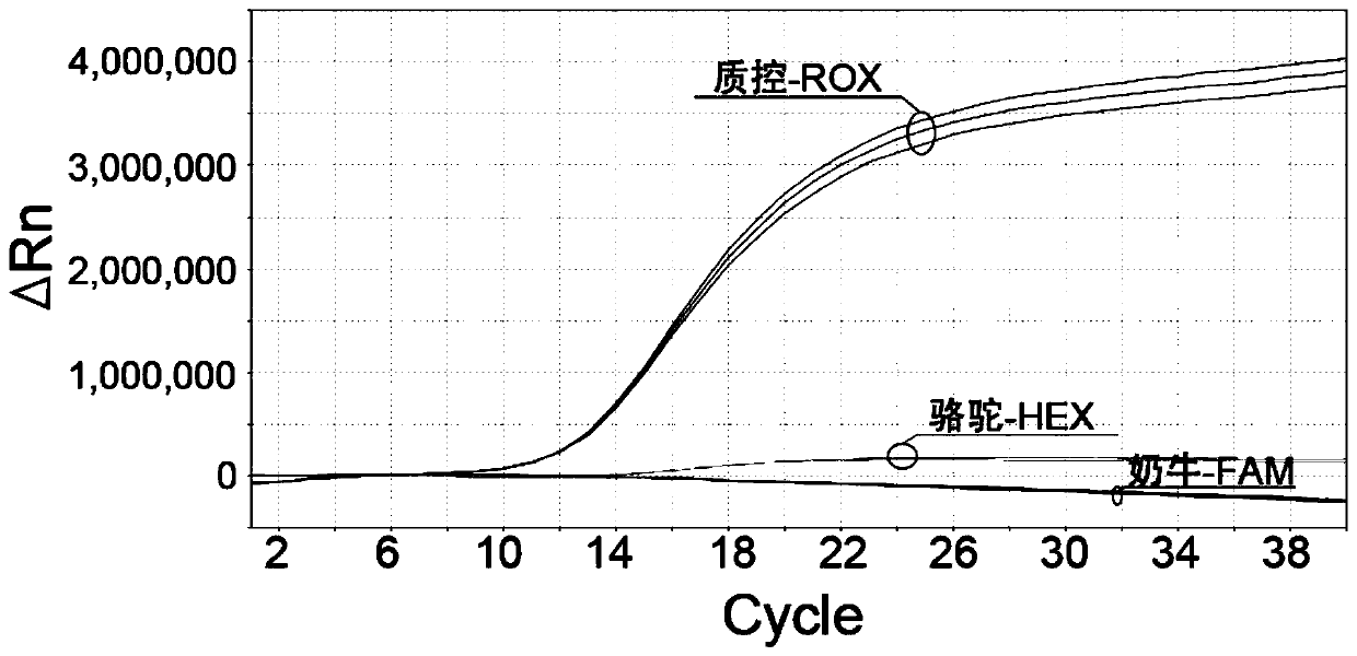 Primer, probe and kit for synchronously detecting camel and dairy cattle sources in meat and dairy products