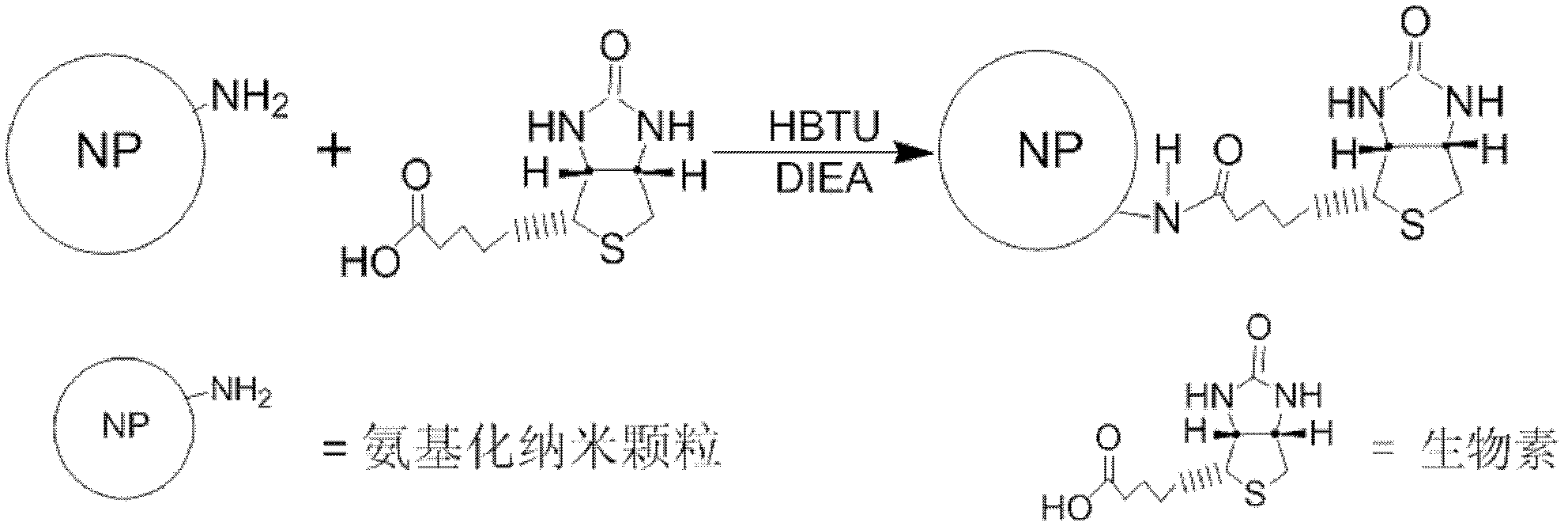 Preparation method of biotin-modified and rare earth-doped inorganic fluorescent nanoparticles