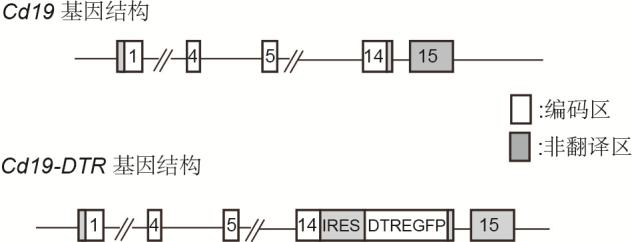 A construction method and application of an inducible b-cell deficient mouse model