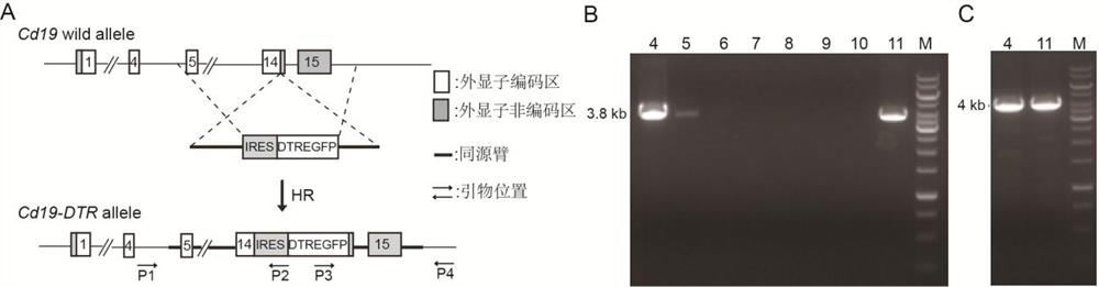 A construction method and application of an inducible b-cell deficient mouse model