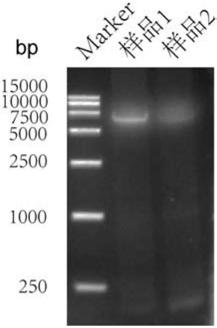 ECHO virus for treating tumors