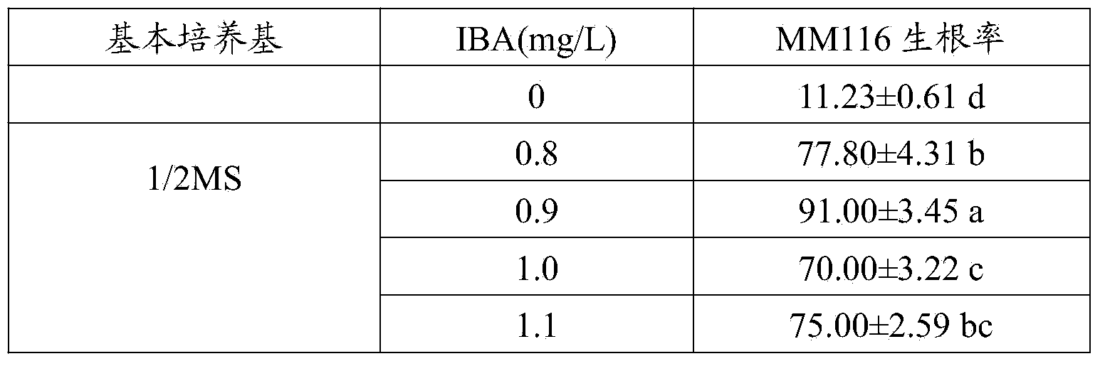 Apple stock MM116 tissue culture rapid propagation method