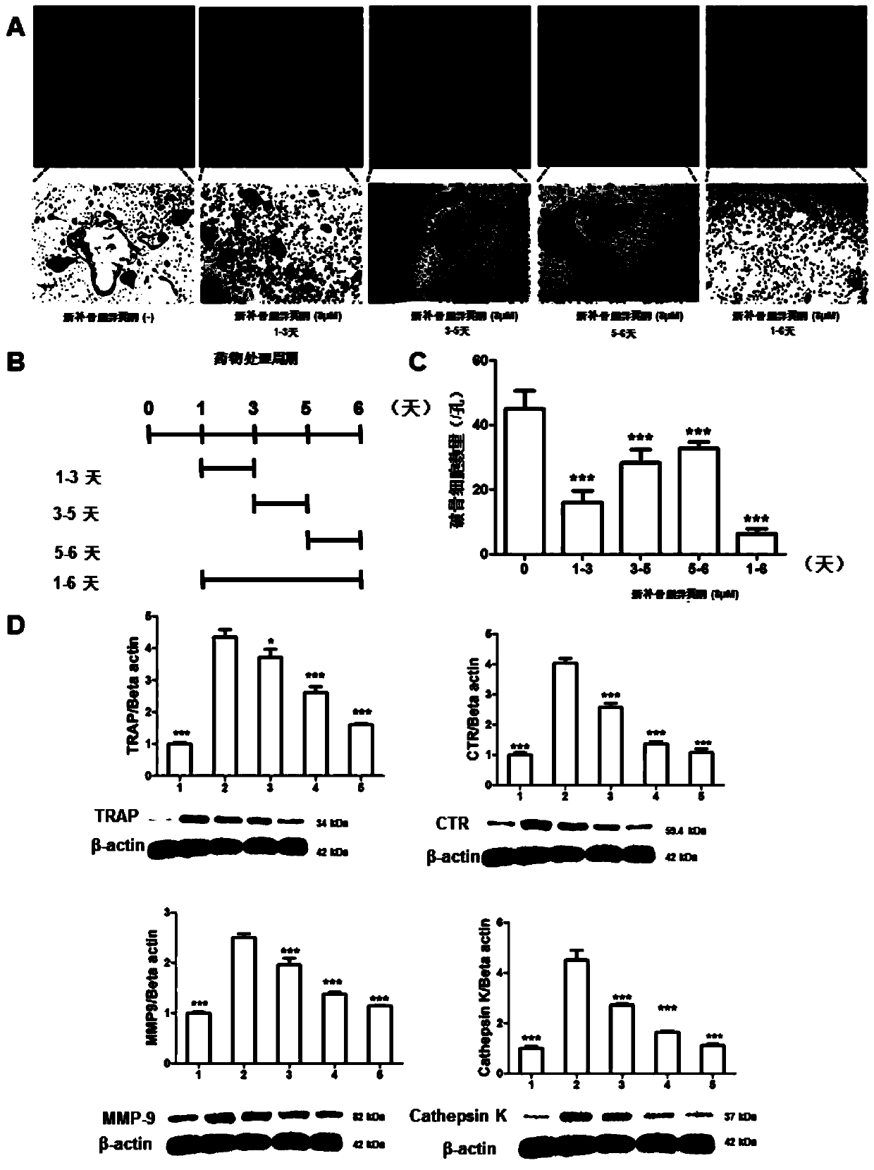 Application of novel psoralea corylifolia isoflavone in preparation of medicines for preventing or treating postmenopausal osteoporosis