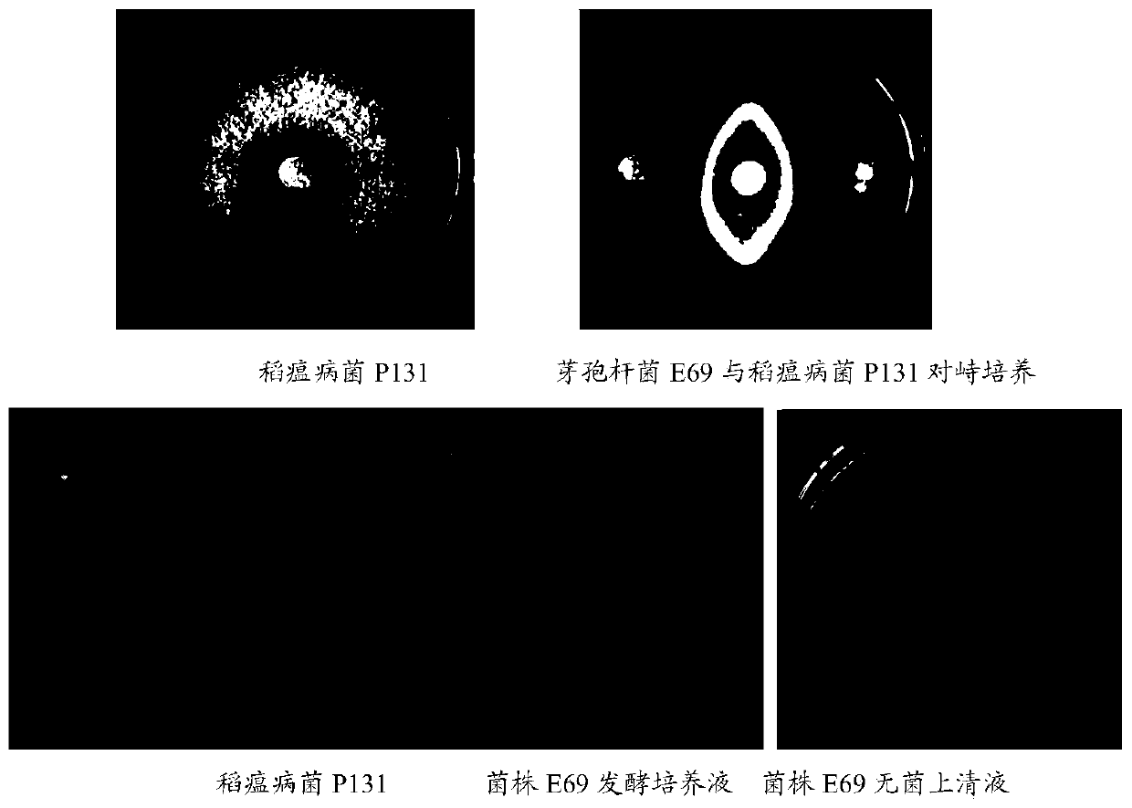 A strain of Bacillus Velez for controlling rice blast and its application