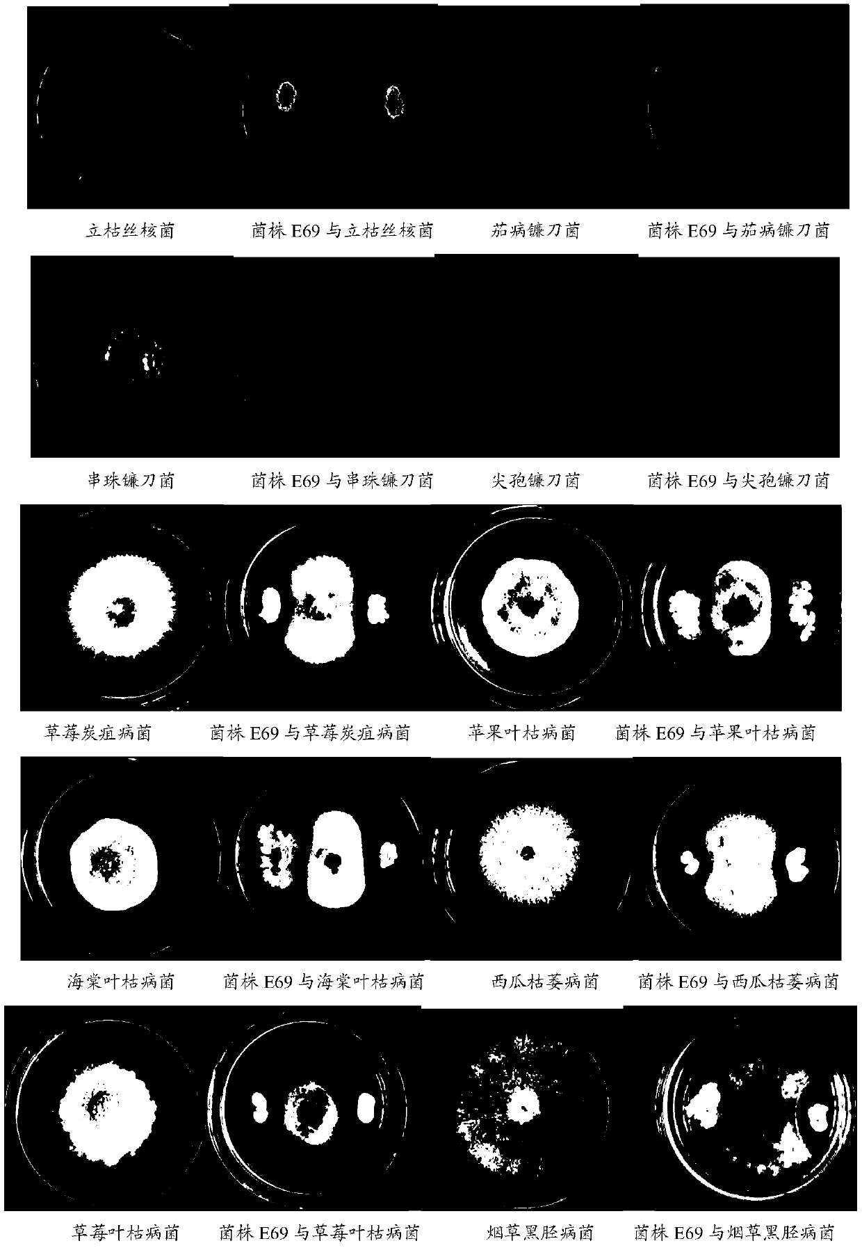 A strain of Bacillus Velez for controlling rice blast and its application