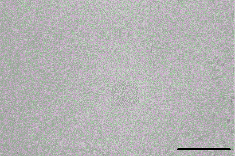 Preparation, purification and storage method of toxoplasma gondii oocysts