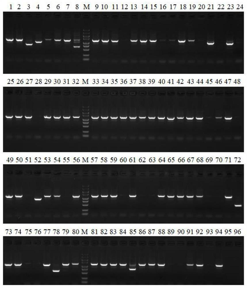 High-throughput screening tool for enabling escherichia coli to obtain effective NHEJ system and application of high-throughput screening tool